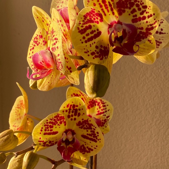 Meet your Posher, Lesa - Picture 1 of 1